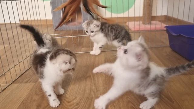 Играем с Котятами ?? C Игрушками для Кошек смотреть онлайн