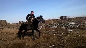 объездка лошади