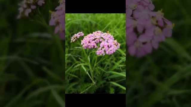 Вальс из кинофильма «Мой ласковый и нежный зверь» |Монтаж видео на заказ| смотреть онлайн