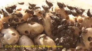 Как Бороться с Жуком Фасолевой Зерновкой На Кухне и в Огороде?