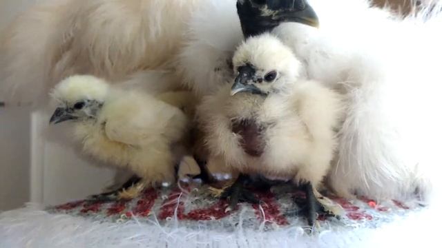 Китайские шелковые голошейные курочки. смотреть онлайн