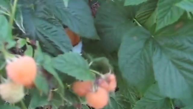 МАЛИНА ЗОЛОТОЙ ГИГАНТ. ЯГОДЫ В НАШЕМ САДУ. смотреть онлайн