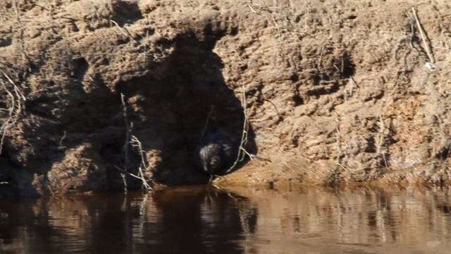 European water vole / Водяная полёвка / Arvicola amphibius смотреть онлайн