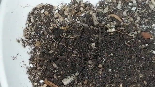 Suculentas Echeveria Peacockii Donsuculento