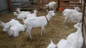 Сколько лет живут козы