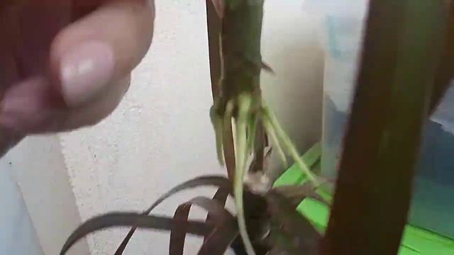 Драцена. Из одной две. Одна пустила корни, другая побеги. ? смотреть онлайн