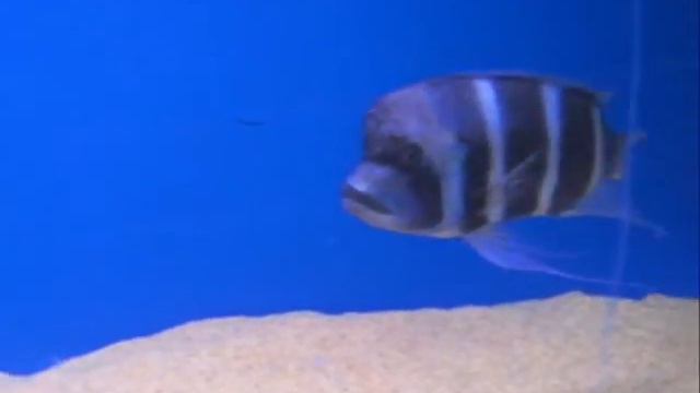 Cyphotilapia Gibberosa "Samazi Blue" смотреть онлайн