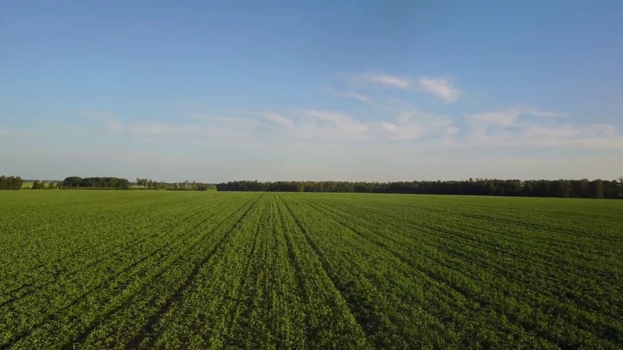 Рапс по системе Clearfield