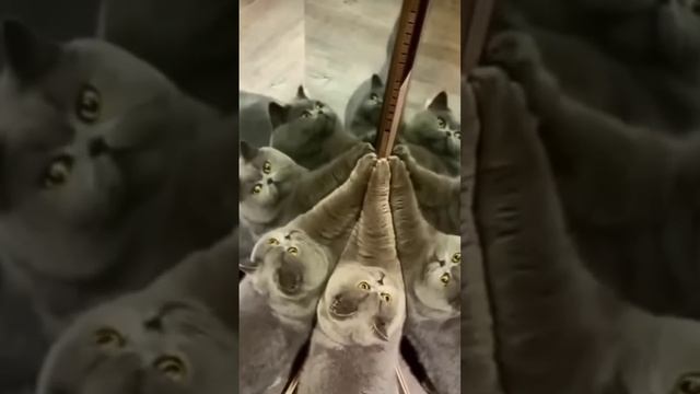 #я люблю котиков❤ кто тоже ставят лайк?#котики милы?