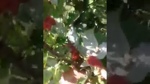 Летняя малина Феномен, Соколица смотреть онлайн