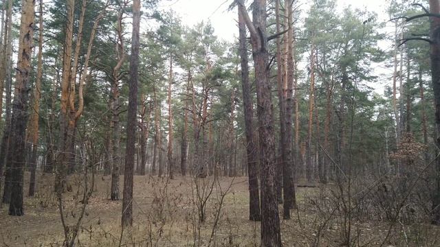 Футаж Лес, хвойный лес, сосновый бор 4K Video смотреть онлайн