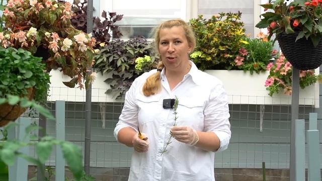 Томаты в теплице! Наводим порядок в томатных грядках. Марина Рыкалина советует! смотреть онлайн