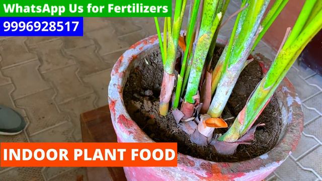 ARECA PALM / ऐरेका पाम को बचाने का तरीका || पत्ते पीले होने से मरने से बचाने की A-Z Information✨🌿💚