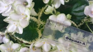 Фиалка  Frozen in Time (LLG/Sorano)