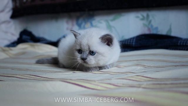 Шотландский прямоухий котенок - Simba Iceberg Grace смотреть онлайн