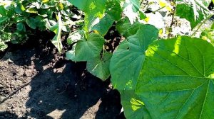 Огурцы "КОНКУРЕНТ". Первый Урожай в Открытом Грунте.  17 июля 2021г.