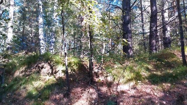 Опята 2020 / Где растут / Как искать / Тихая охота / Осенние опята смотреть онлайн