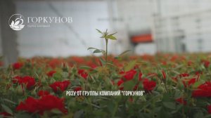 Инструкция по пересадке горшечной розы в открытый грунт
