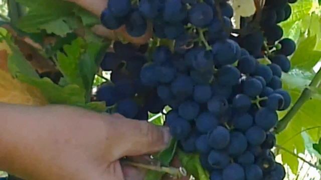 Cabernet Cortis im Stegeler Rebberg смотреть онлайн