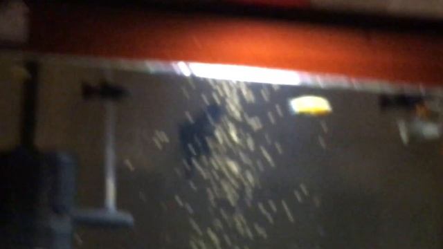 дафния живая смотреть онлайн