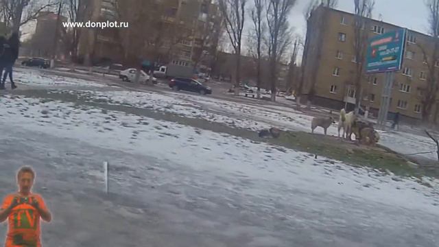 Шахты - ХБК - Волчья стая смотреть онлайн
