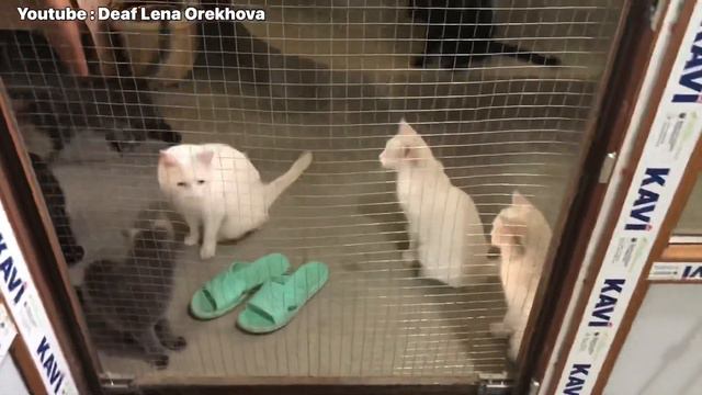 Приколы/ забавные/ коты/ собаки/ животные/ смешные животные смотреть онлайн