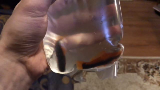 ПРИЕХАЛИ НОВЫЕ РЫБЫ! Сюрпризы от рыб после моего недолгого отсутствия смотреть онлайн