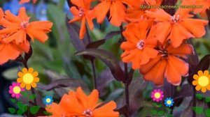 Лихнис аркрайта Везувий. Краткий обзор, описание характеристик lychnis x arkwrightii Vesuvius