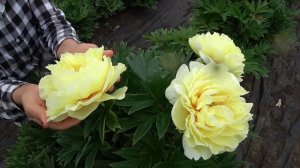 Желтый ИТО-пион Бартзелла / Сад Ворошиловой