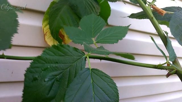 Ежевика.Уход в сентябре .Подготовка к зимовке.