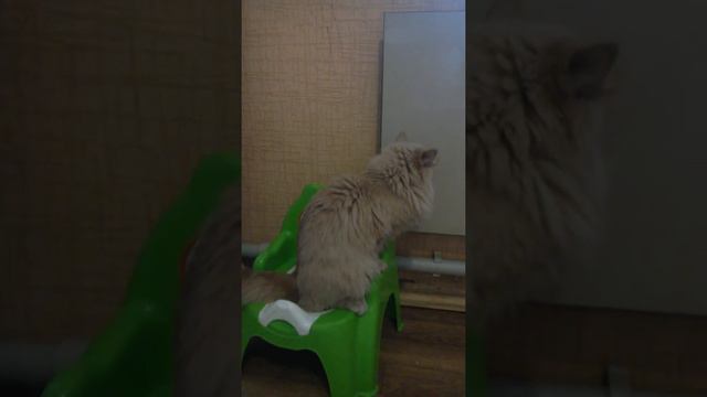 Вот как коты ходят на горшок смотреть онлайн