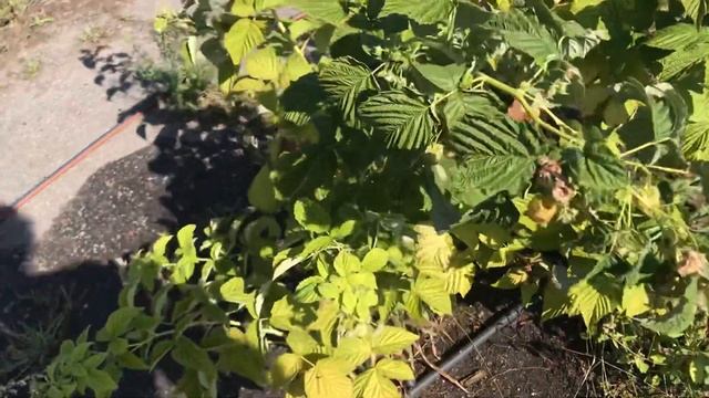 Малина Золотая Зюгана на жаре 30+. смотреть онлайн