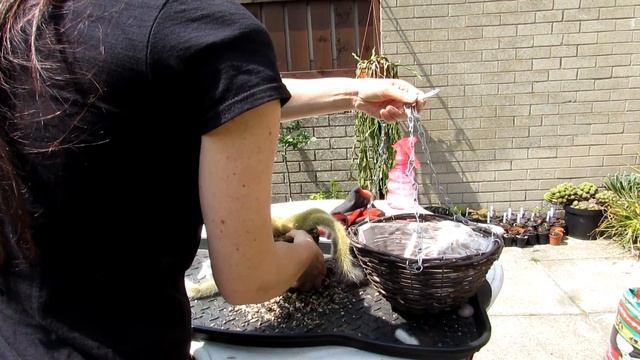 Re potting my Cleistocactus colademononis - Monkey Tail Cactus into a Hanging Basket смотреть онлайн