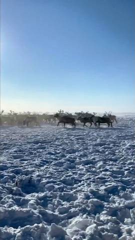 Загоняем Ямальских северных оленей на снегоходе смотреть онлайн