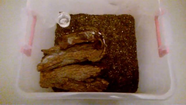 Lasiodora parahybana VS мышь смотреть онлайн