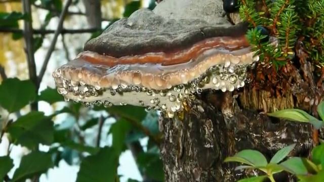 Лапландский заповедник Натальская смотреть онлайн