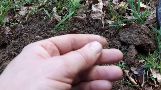 Искал клад, а нашел саламандру! смотреть онлайн