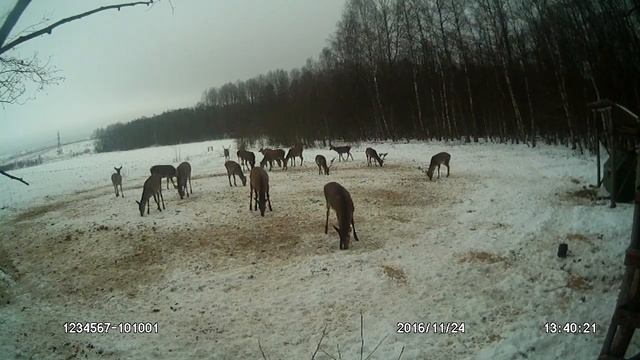 Часть 3. Олень благородный европейский и европейская лань на подкормке. Олень (рогач) - близко. смотреть онлайн
