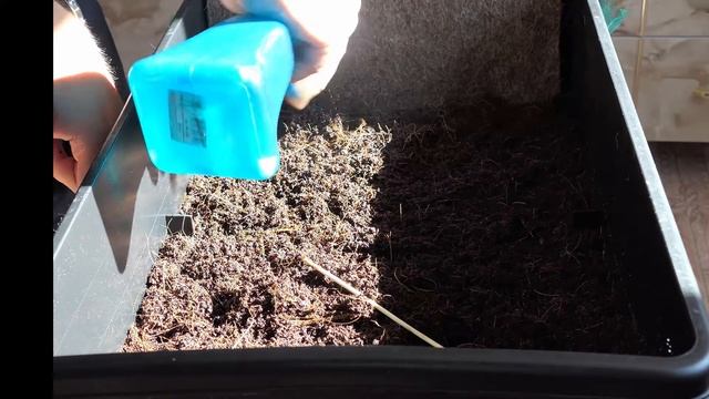 14 10 20 Осмотр Worm Cafe смотреть онлайн