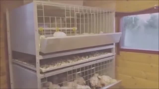 КЛЕТОЧНОЕ СОДЕРЖАНИЕ БРОЙЛЕРОВ. смотреть онлайн