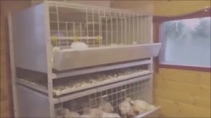 КЛЕТОЧНОЕ СОДЕРЖАНИЕ БРОЙЛЕРОВ.