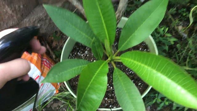 Watch this Immediately if you have Plumeria Plants!!!! смотреть онлайн