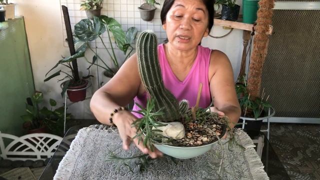 Pilosocereus Pachycladus cactus @Passion at60 смотреть онлайн