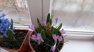 Гиацинт дома.  Цветение, выращенных из луковиц гиацинтов в горшке, при зимовке на балконе.