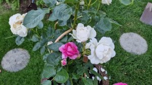 Вершина среди белых роз ароматная #Аннапурна #Annapurna #hybridtea