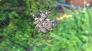 Как паук плетёт паутину... Spider and web...