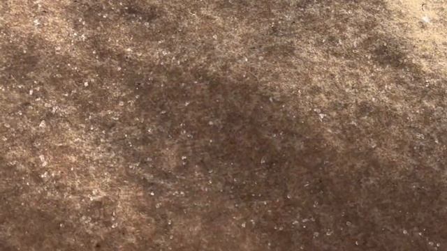 Розы после зимы. Заглянем в укрытие... смотреть онлайн