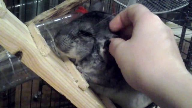 Chinchillas Like It.(Шиншиллам это нравится)