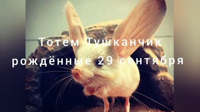 Тотем Тушканчик рождённые 29 сентября смотреть онлайн