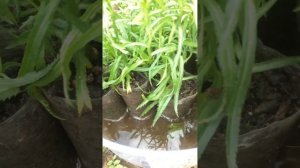 Тысячелистник ПТАРМИКА (черенкование)24.06.23 способы выращивания и размножения